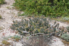 Euphorbia caput-medusae