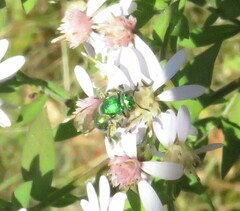 Augochloropsis viridula