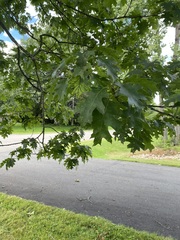 Quercus rubra