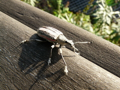 Exophthalmus similis