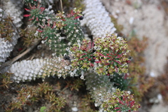 Euphorbia caput-medusae