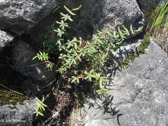 Pellaea ternifolia