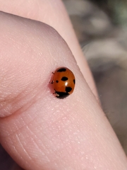 Coccinella difficilis