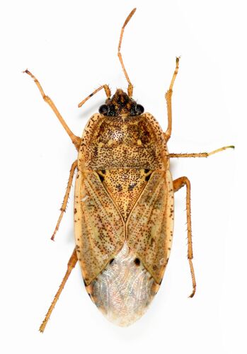 Representative image of Emblethis angustus