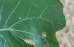 Aleuroplatus coronata
