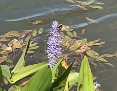 Pontederia cordata
