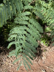 Albizia julibrissin