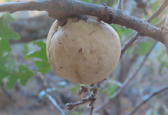 Andricus quercuscalifornicus