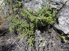Pellaea ternifolia