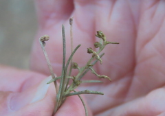 Aceria paracalifornica