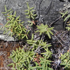 Pellaea ternifolia