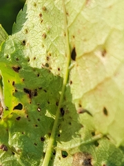 Eriophyes emarginatae