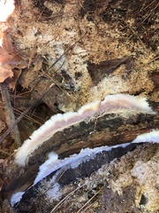 Serpula himantioides