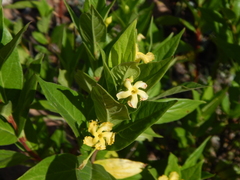 Mandevilla foliosa