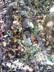 Ramalina americana