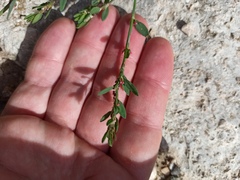 Polygonum aviculare
