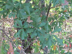 Quercus nigra