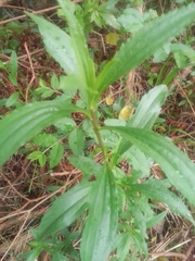 Baccharis punctulata