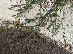 Polygonum aviculare