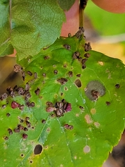 Eriophyes emarginatae