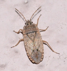 Emblethis denticollis