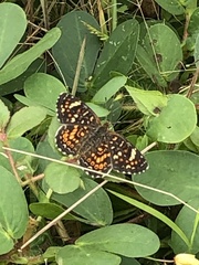 Phyciodes pallescens
