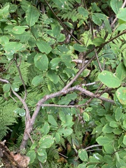 Amelanchier bartramiana