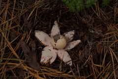 Geastrum rufescens