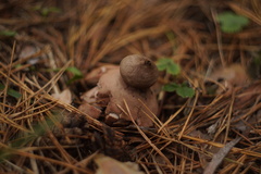 Geastrum rufescens