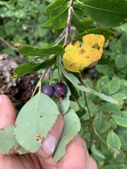 Amelanchier bartramiana