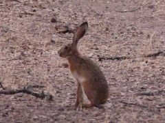 Lepus granatensis