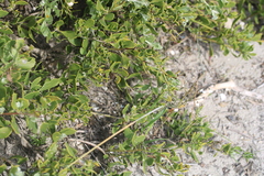 Nemesia bicornis