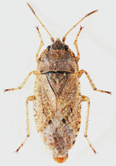 Emblethis denticollis