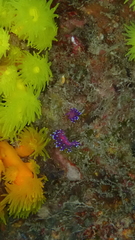 Coryphellina arveloi