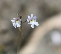 Nemesia bicornis