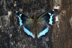 Kaniska canace