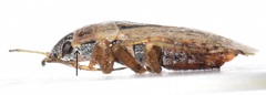Emblethis denticollis