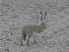 Lepus granatensis