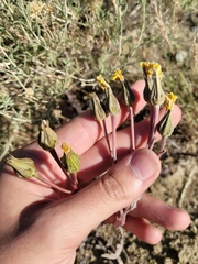 Crepis occidentalis