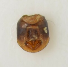 Emblethis denticollis