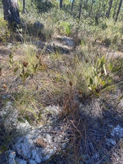 Xyris caroliniana
