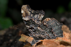 Kaniska canace