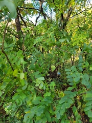 Caragana arborescens
