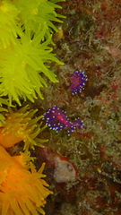 Coryphellina arveloi