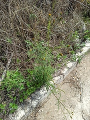 Bidens subalternans