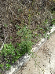 Bidens subalternans