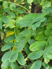 Caragana arborescens