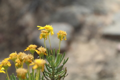 Euryops rehmannii
