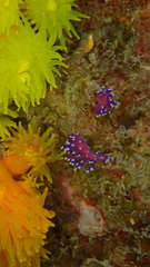 Coryphellina arveloi