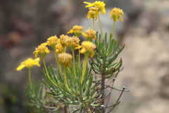 Euryops rehmannii